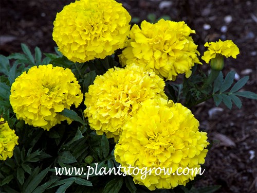 Taishan Yellow Marigold (Tagetes erecta)